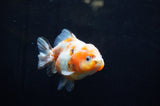 Yuan Bao Oranda  Calico 4 Inch (ID#304Yb10b-59) Free2Day SHIPPING