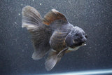 Thai Oranda  Black 6 Inch (ID#1011To6c-108)