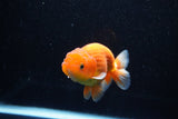 Juvenile Lionchu  Red White 4 Inch (ID#1112R11b-18) Free2Day SHIPPING