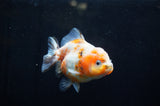 Yuan Bao Oranda  Calico 4 Inch (ID#304Yb10b-59) Free2Day SHIPPING