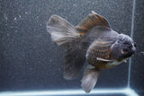 Thai Oranda  Black 6 Inch (ID#1011To6b-108)