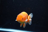 Juvenile Lionchu  Red White 4 Inch (ID#1112R11b-18) Free2Day SHIPPING