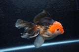 Thai Oranda  Tricolor 5 Inch (ID#1217To6b-87)