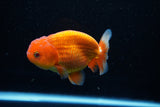 Juvenile Lionchu  Red White 4 Inch (ID#1112R11b-18) Free2Day SHIPPING