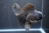 Thai Oranda  Black 6 Inch (ID#1011To6c-108)