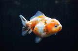 Yuan Bao Oranda  Calico 4 Inch (ID#304Yb10b-59) Free2Day SHIPPING