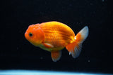 Juvenile Lionchu  Red White 4 Inch (ID#1112R11b-18) Free2Day SHIPPING