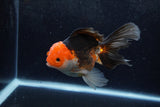 Thai Oranda  Tricolor 5 Inch (ID#1217To6b-87)