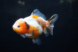 Yuan Bao Oranda  Calico 4 Inch (ID#304Yb10b-59) Free2Day SHIPPING
