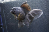 Thai Oranda  Black 6 Inch (ID#1011To6b-108)