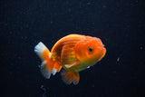 Juvenile Lionchu  Red White 4 Inch (ID#1112R11b-18) Free2Day SHIPPING