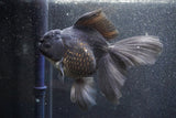 Thai Oranda  Black 6 Inch (ID#1011To6b-108)