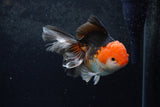 Thai Oranda  Tricolor 5 Inch (ID#1217To6b-87)