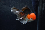 Thai Oranda  Tricolor 5 Inch (ID#1217To6b-87)