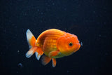 Juvenile Lionchu  Red White 4 Inch (ID#1112R11b-18) Free2Day SHIPPING