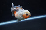 Yuan Bao Oranda  Calico 4 Inch (ID#304Yb10b-60) Free2Day SHIPPING