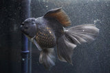 Thai Oranda  Black 6 Inch (ID#1011To6c-108)