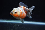 Yuan Bao Oranda  Calico 4 Inch (ID#304Yb10b-60) Free2Day SHIPPING