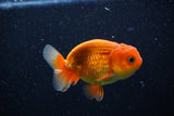 Juvenile Lionchu  Red White 4 Inch (ID#1112R11b-18) Free2Day SHIPPING