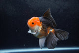 Thai Oranda  Tricolor 5 Inch (ID#1217To6b-87)