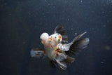 Butterfly  Calico 4.5 Inch (ID#1008B8b-10) Free2Day SHIPPING