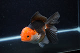 Thai Oranda  Tricolor 5 Inch (ID#1217To6b-87)