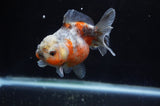 Yuan Bao Oranda  Calico 4 Inch (ID#304Yb10b-60) Free2Day SHIPPING