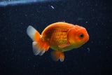 Juvenile Lionchu  Red White 4 Inch (ID#1112R11b-18) Free2Day SHIPPING