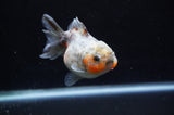 Yuan Bao Oranda  Calico 4 Inch (ID#304Yb10b-60) Free2Day SHIPPING