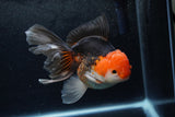 Thai Oranda  Tricolor 5 Inch (ID#1217To6b-87)