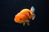 Juvenile Lionchu  Red White 4 Inch (ID#1112R11b-18) Free2Day SHIPPING