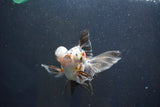 Butterfly  Calico 4.5 Inch (ID#1008B8b-10) Free2Day SHIPPING