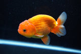 Juvenile Lionchu  Red White 4 Inch (ID#1112R11b-18) Free2Day SHIPPING