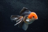 Thai Oranda  Tricolor 5 Inch (ID#1217To6b-87)