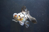 Butterfly  Calico 4.5 Inch (ID#1008B8b-10) Free2Day SHIPPING