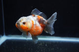 Yuan Bao Oranda  Calico 4 Inch (ID#304Yb10b-60) Free2Day SHIPPING
