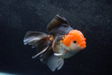 Thai Oranda  Tricolor 5 Inch (ID#1217To6b-87)