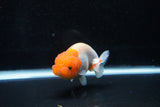 Juvenile Lionchu  Red White 3.5 Inch (ID#1112R11b-19) Free2Day SHIPPING