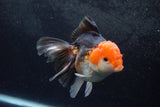 Thai Oranda  Tricolor 5 Inch (ID#1217To6b-87)