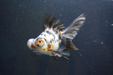 Butterfly  Calico 4.5 Inch (ID#1008B8b-10) Free2Day SHIPPING