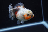 Yuan Bao Oranda  Calico 4 Inch (ID#304Yb10b-60) Free2Day SHIPPING