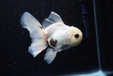 Thai Oranda  Panda 4 Inch (ID#218T5c-74) Free2Day SHIPPING