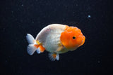 Juvenile Lionchu  Red White 3.5 Inch (ID#1112R11b-19) Free2Day SHIPPING