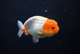 Juvenile Lionchu  Red White 3.5 Inch (ID#1112R11b-19) Free2Day SHIPPING