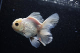 Thai Oranda  Panda 4 Inch (ID#218T5c-74) Free2Day SHIPPING