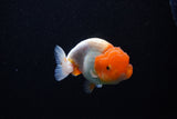 Juvenile Lionchu  Red White 3.5 Inch (ID#1112R11b-19) Free2Day SHIPPING