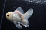 Thai Oranda  Panda 4 Inch (ID#218T5c-74) Free2Day SHIPPING