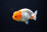 Juvenile Lionchu  Red White 3.5 Inch (ID#1112R11b-19) Free2Day SHIPPING