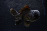 Thai Oranda  Black 6 Inch (ID#1217To6b-88)