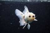 Thai Oranda  Panda 4 Inch (ID#218T5c-74) Free2Day SHIPPING